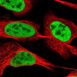 RBM12 Antibody, Novus Biologicals:Antibodies:Primary Antibodies
